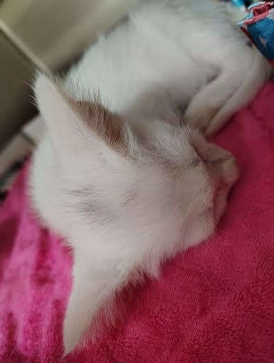 Casper