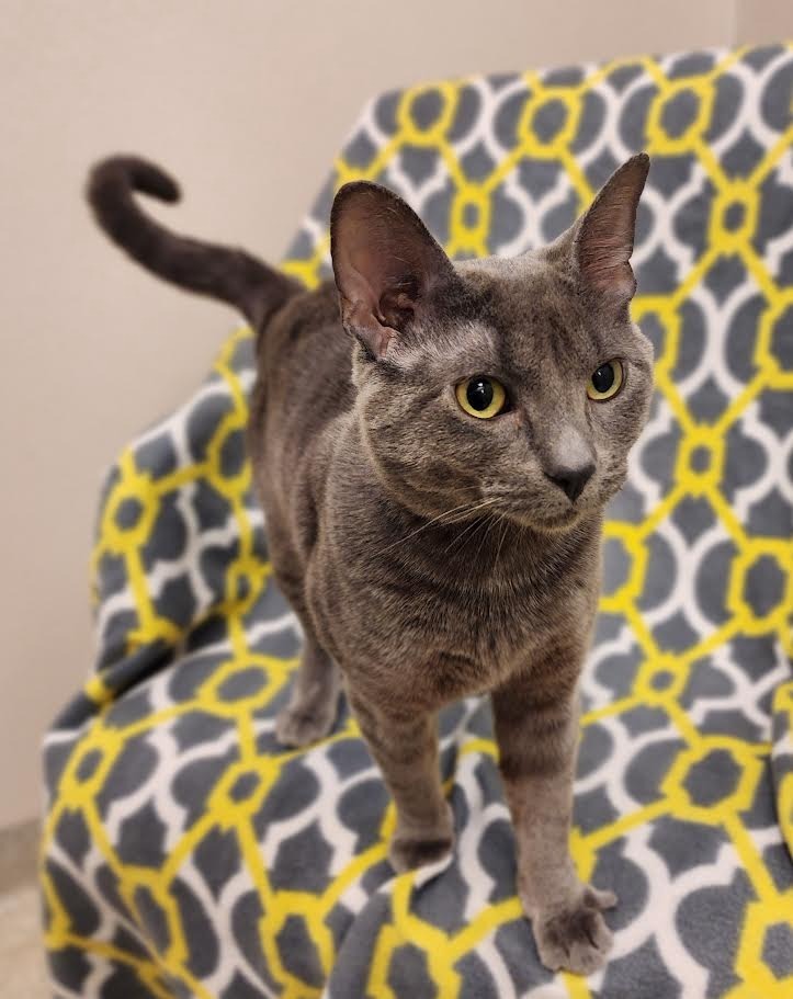 Leroy, an adoptable Domestic Short Hair in Superior, WI, 54880 | Photo Image 1