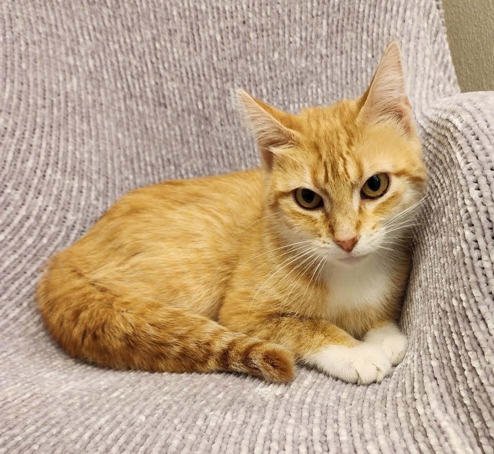 Thelma, an adoptable Domestic Short Hair in Superior, WI, 54880 | Photo Image 1