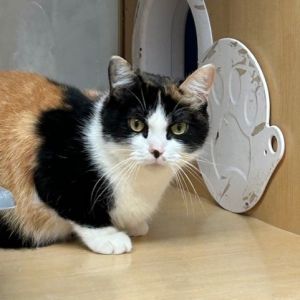 Stacky, Adult Female unknown