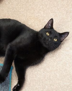 Benson, Adult Male Domestic Short Hair