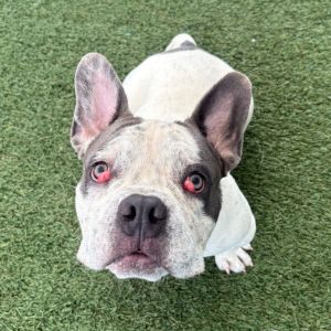 Its a bouncing baby bowling ball Hes a crowdpleaser with both people and other dogs and its rea