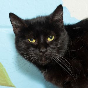 Susie, Senior Female Domestic Short Hair