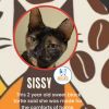 Sissy photo 1