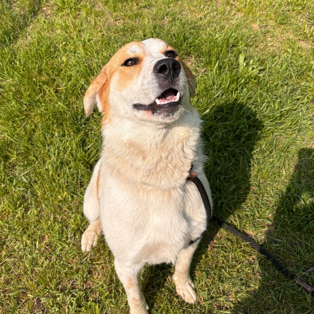 Xander, an adoptable Mixed Breed in Standish, MI, 48658 | Photo Image 1