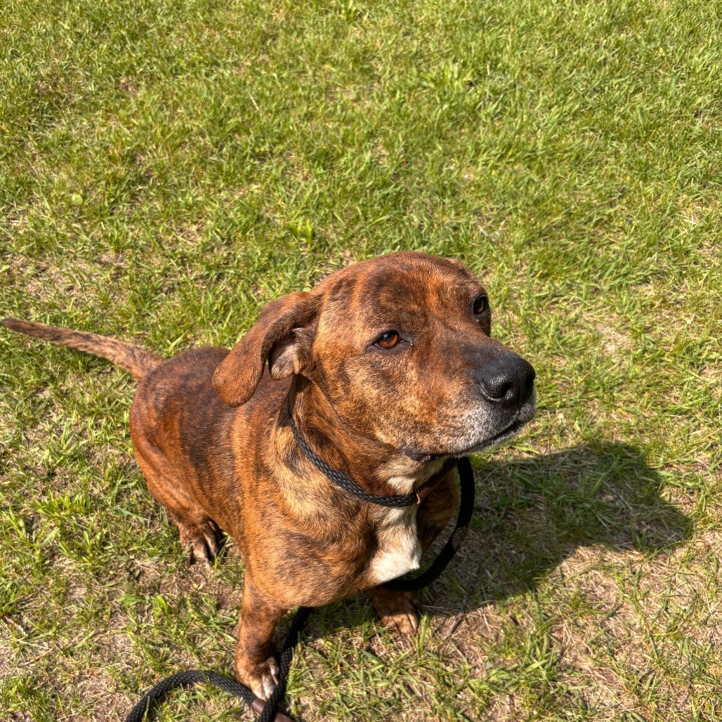 Enzo