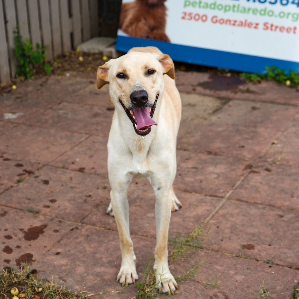 Jack, an adoptable Labrador Retriever, Mixed Breed in Laredo, TX, 78041 | Photo Image 1