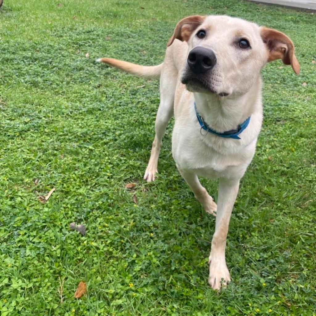 Jack, an adoptable Labrador Retriever, Mixed Breed in Laredo, TX, 78041 | Photo Image 2