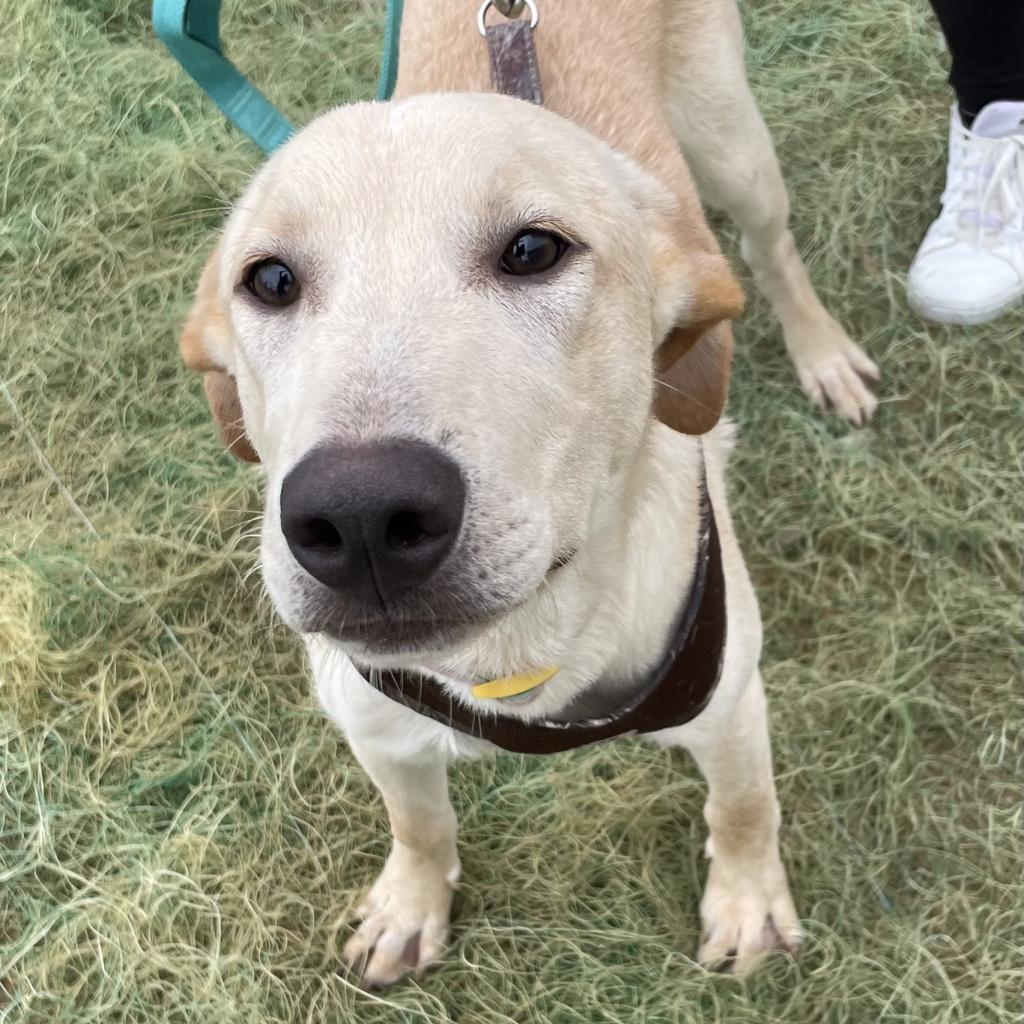 Jack, an adoptable Labrador Retriever, Mixed Breed in Laredo, TX, 78041 | Photo Image 3