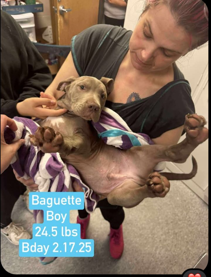 Baguette 6