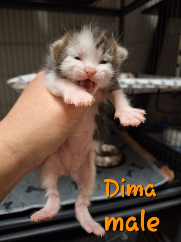 Dima