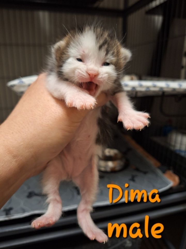 Dima 3