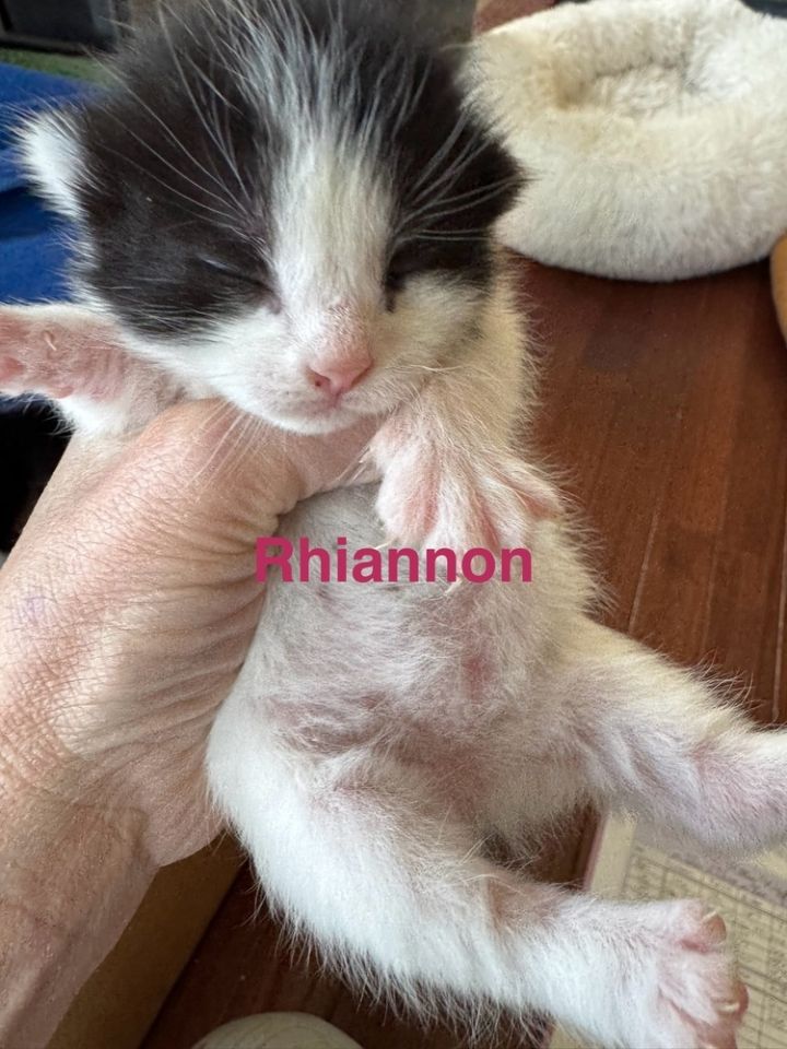Rhiannon 3