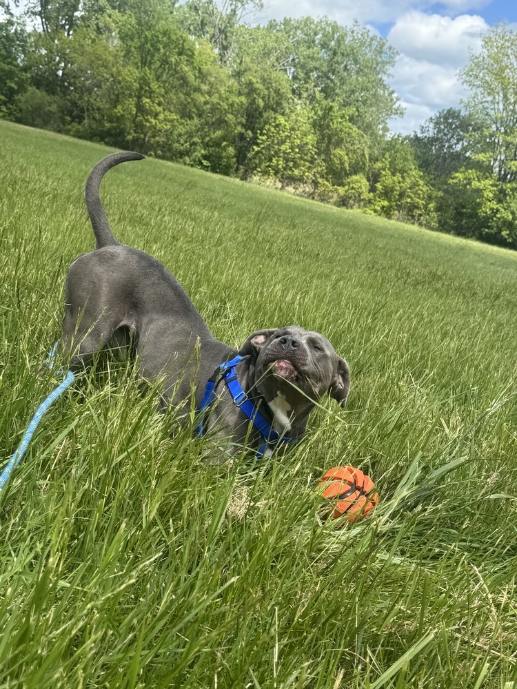 Kyro