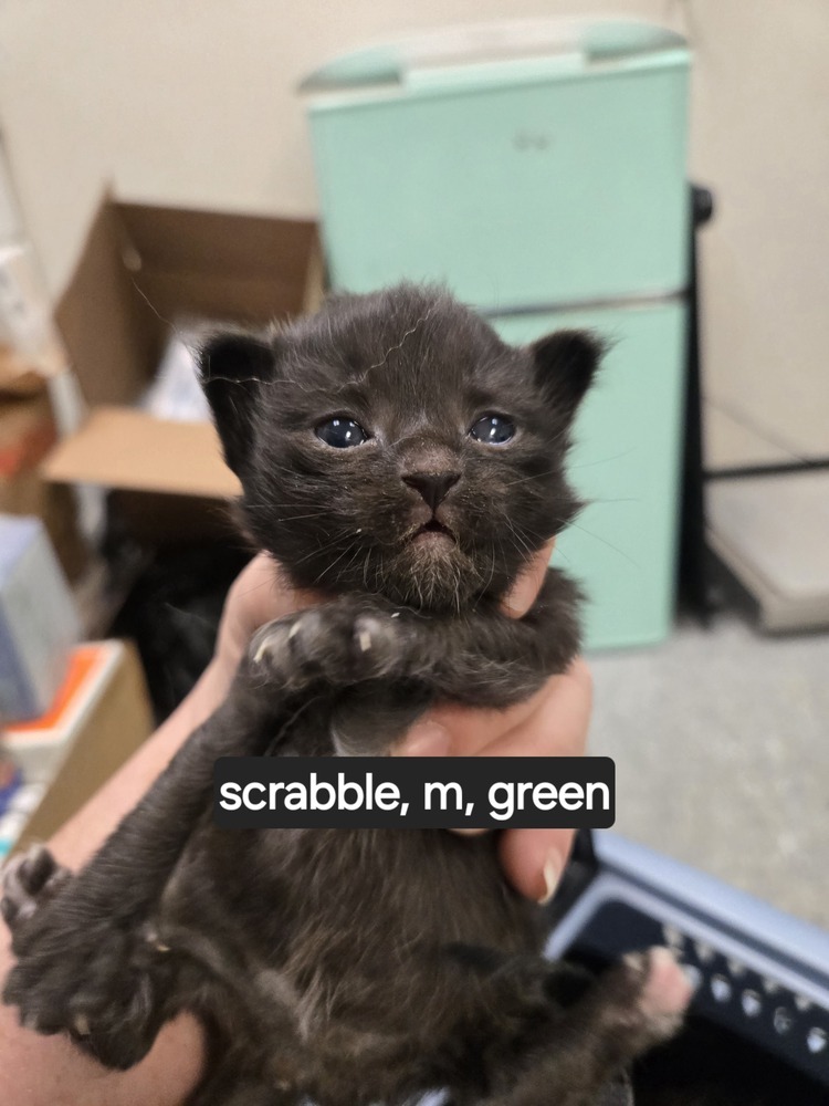 Scrabble