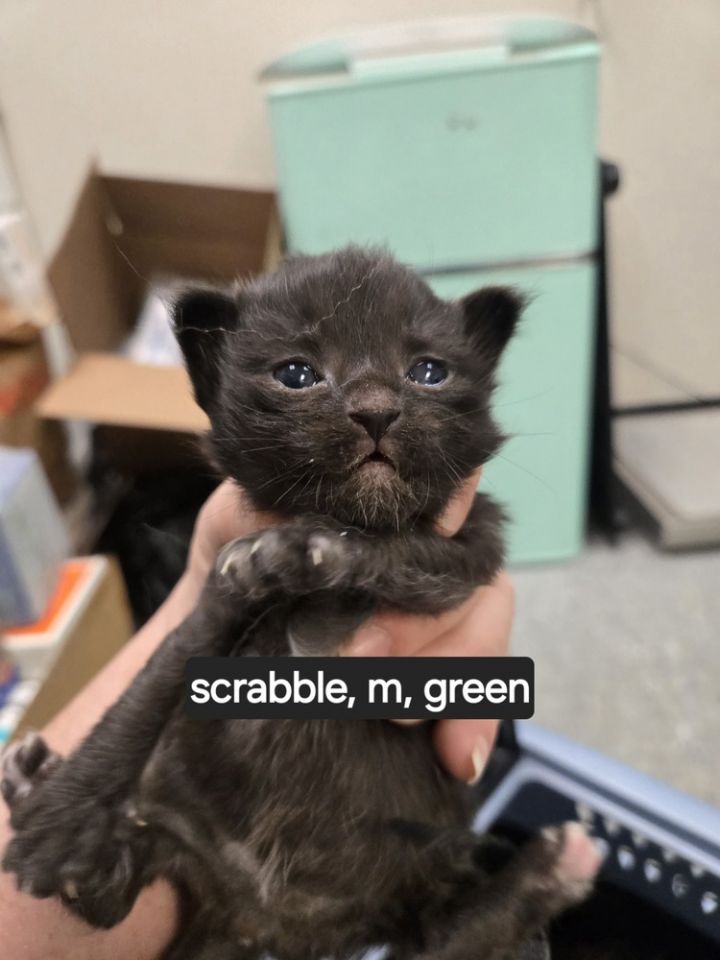 Scrabble 5