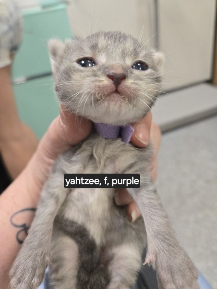 Yahtzee 5