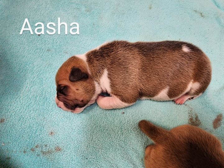 Aasha 6