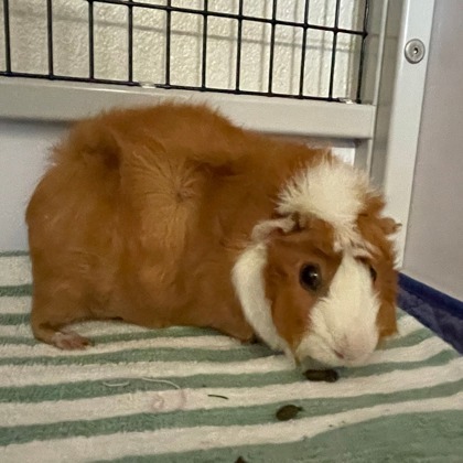 Alf 1