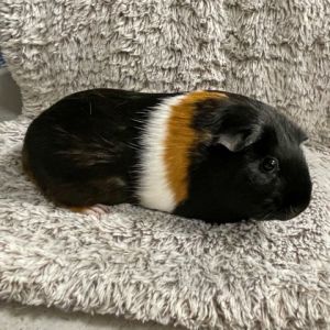 Whopper, Adult Female Guinea Pig