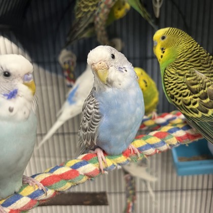 The Flock 1