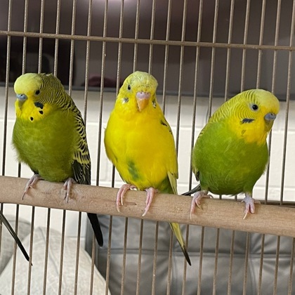 The Flock 2