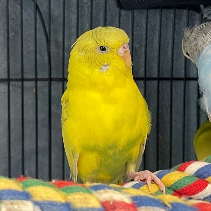 The Flock 3