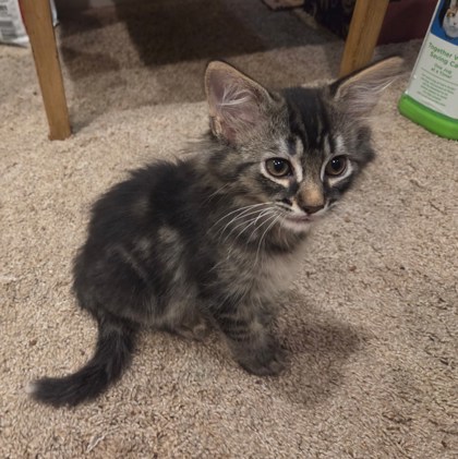 Kiki 1