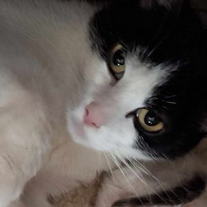 Tiana May (Mother), Young Female Domestic Short Hair