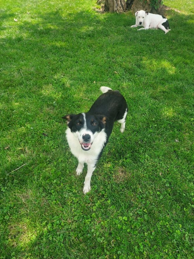 Pia