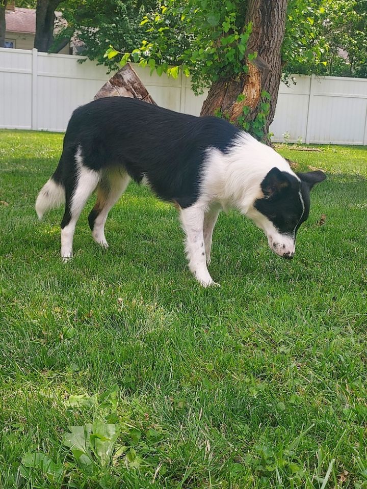 Pia 3