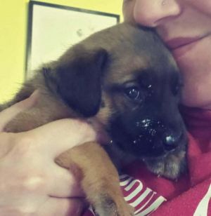 Stella Baby