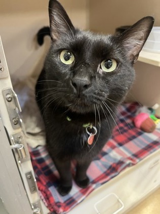 Jiji 1