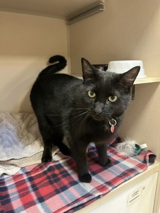 Jiji 2