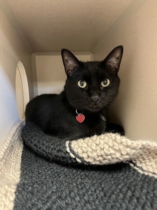 Jiji 3