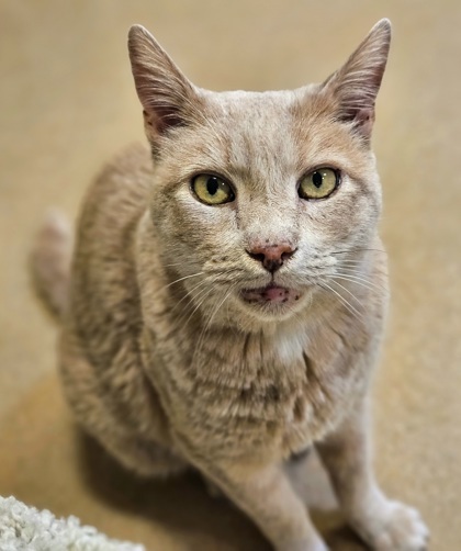 Archie