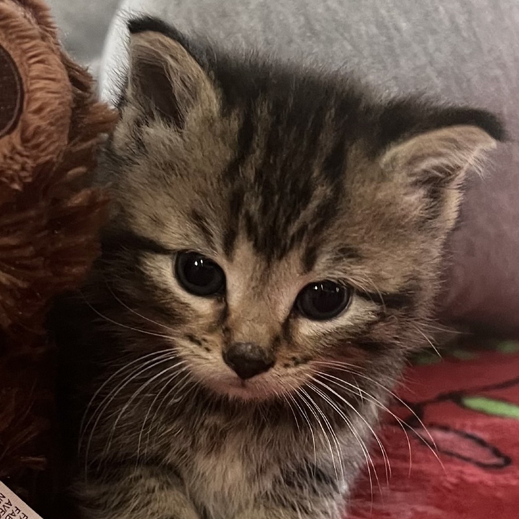 Coco