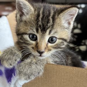 Tiger, Baby Female Domestic Short Hair