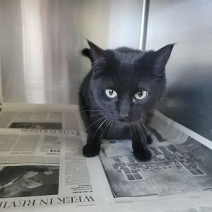 Fiona, Young Female Domestic Short Hair