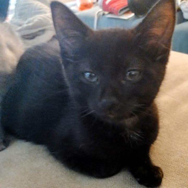 Nyx FKA Nala
