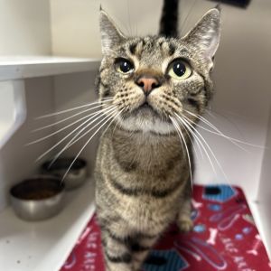 Baby Kat, Adult Female Domestic Short Hair