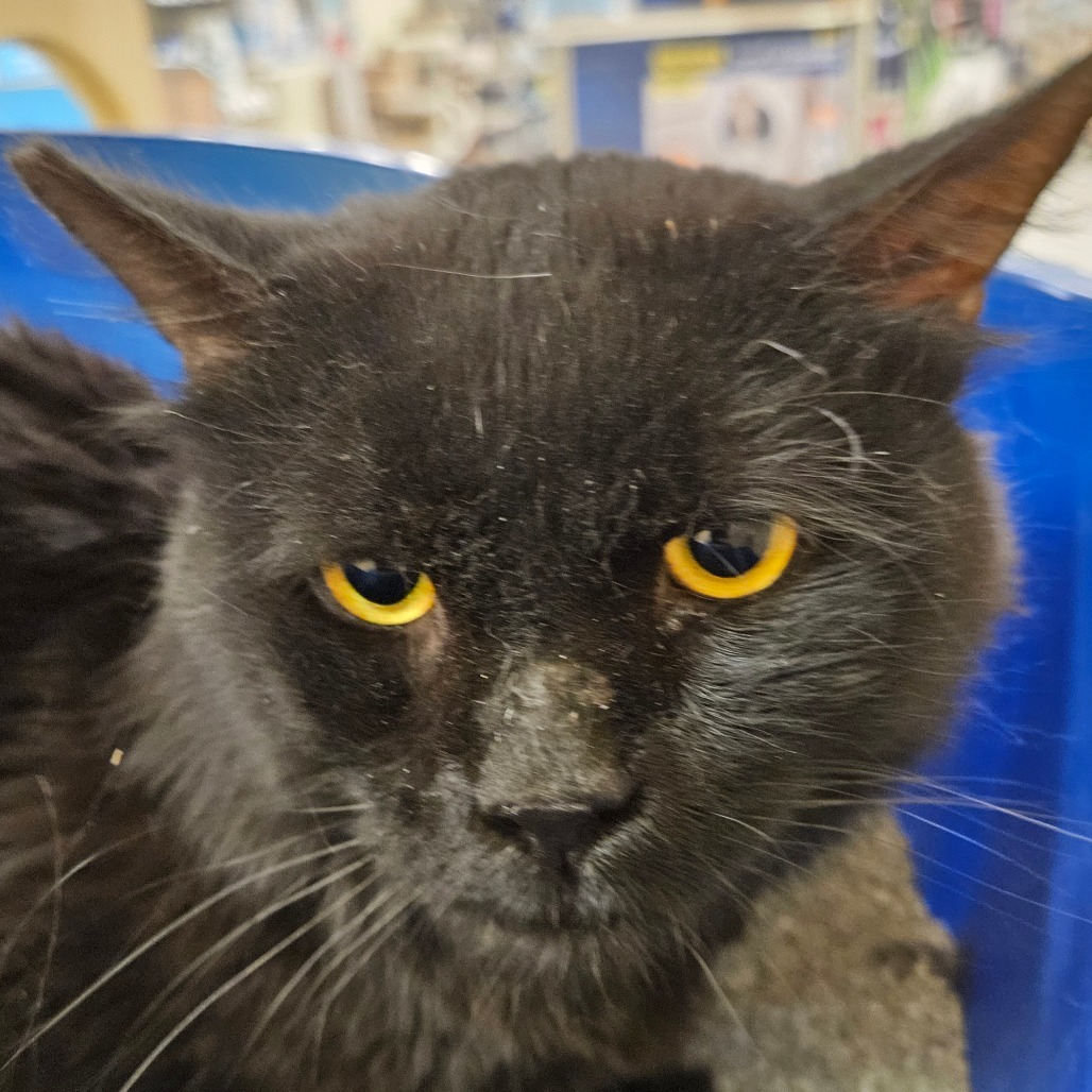 Ned, an adoptable Domestic Medium Hair in Las Vegas, NV, 89146 | Photo Image 1