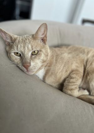 Clutch, Adult Male Domestic Short Hair