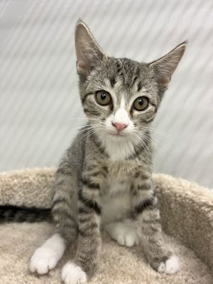 Presley AKA Quincy C Ingram Come meet me!, Baby Male Tabby