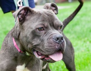 Ace, Adult Male Mixed Breed