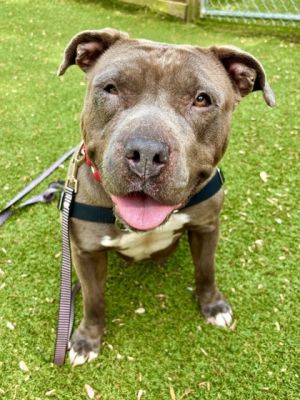 Frita, Adult Female Mixed Breed