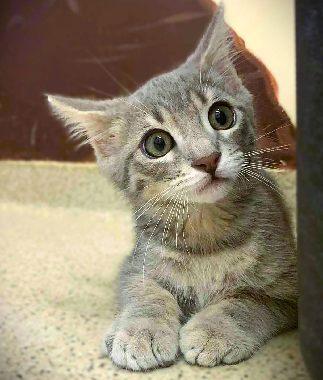 Kitten Umi