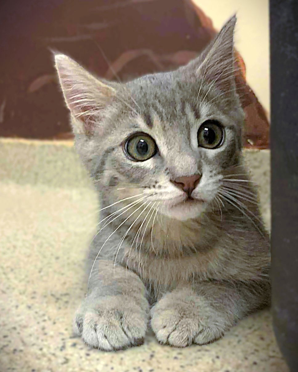 Kitten Umi