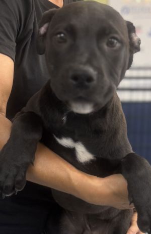 Hudson, Young Male Terrier