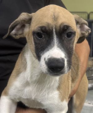 Quarrel, Young Female Terrier